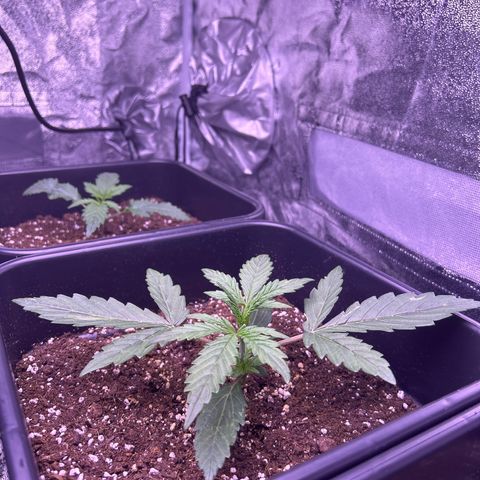 Grape Ape growlog timeline photo