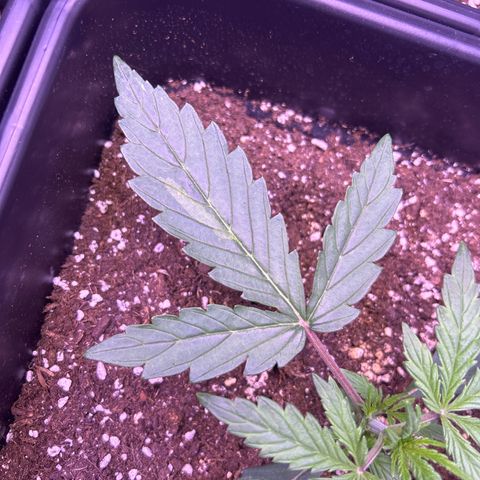 Grape Ape growlog timeline photo