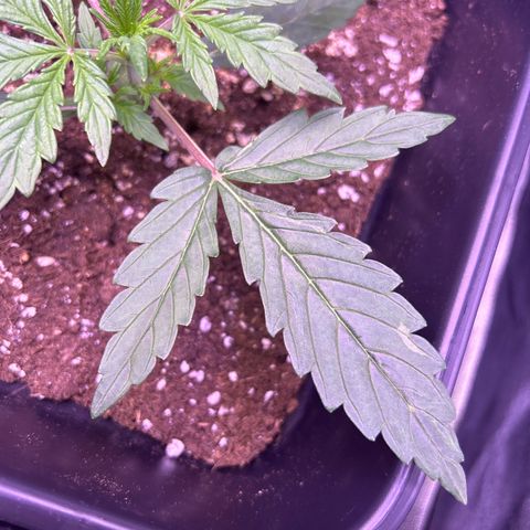 Grape Ape growlog timeline photo