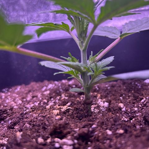Grape Ape growlog timeline photo