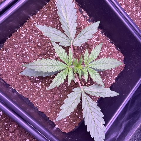 Grape Ape growlog timeline photo
