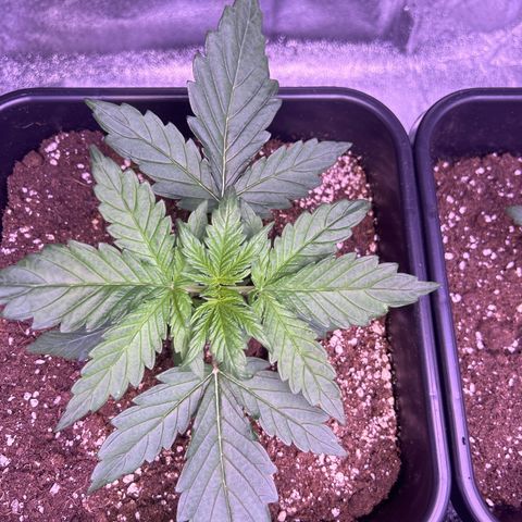 Wedding Cake Auto growlog timeline photo