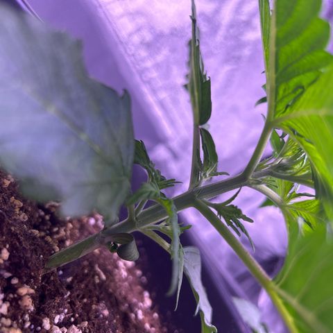 Wedding Cake Auto growlog timeline photo