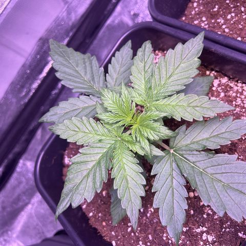 Wedding Cake Auto growlog timeline photo