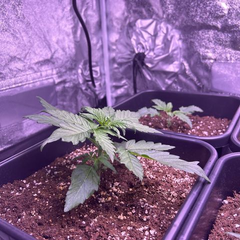 Wedding Cake Auto growlog timeline photo