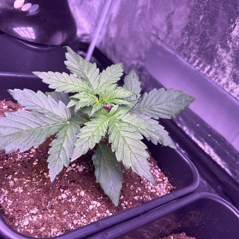 Wedding Cake Auto growlog timeline photo
