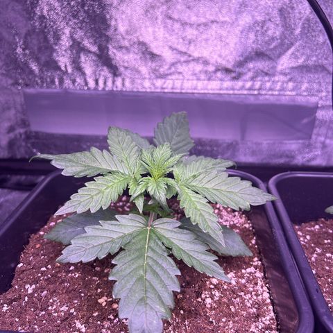 Wedding Cake Auto growlog timeline photo