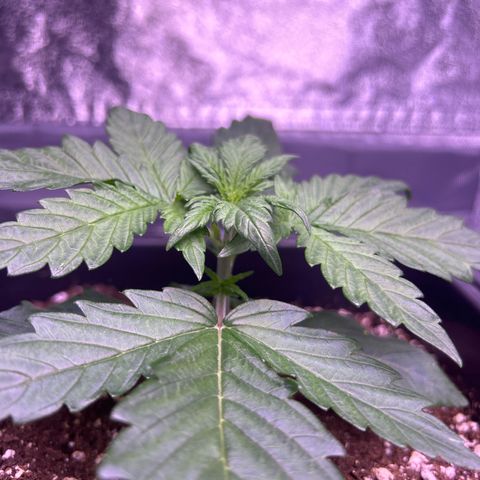 Wedding Cake Auto growlog timeline photo