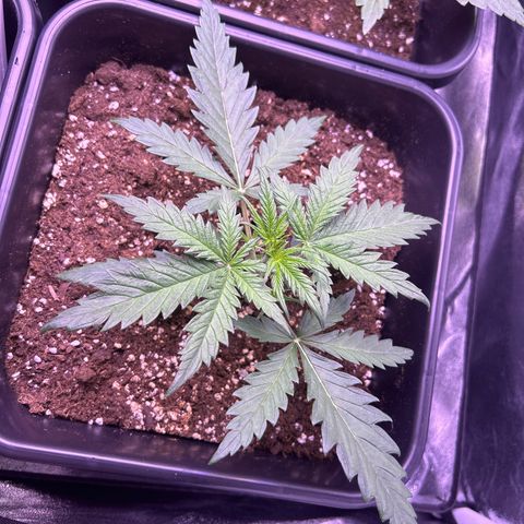 Royal Kush Automatic growlog timeline photo