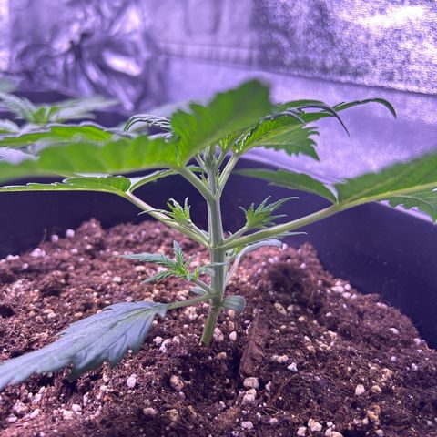 Royal Kush Automatic growlog timeline photo