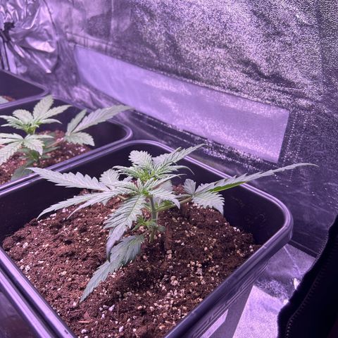 Royal Kush Automatic growlog timeline photo