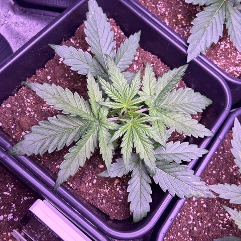 Royal Cheese Automatic growlog timeline photo