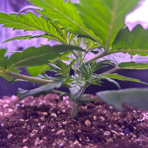 Royal Cheese Automatic growlog timeline photo