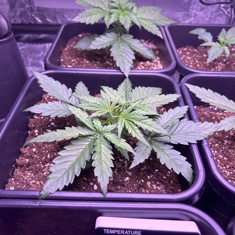 Royal Cheese Automatic growlog timeline photo