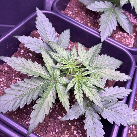 Royal Cheese Automatic growlog timeline photo