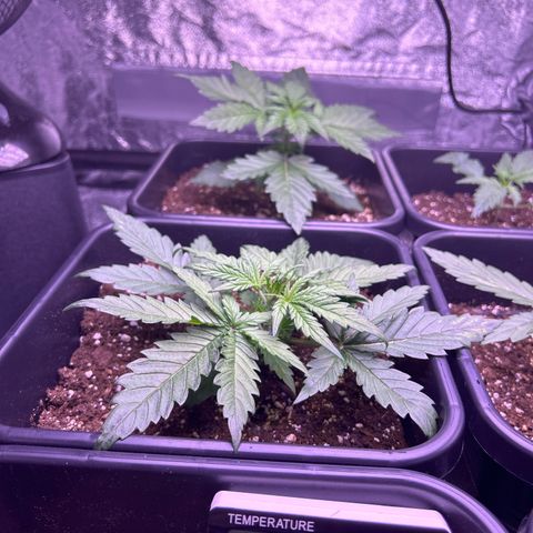 Royal Cheese Automatic growlog timeline photo