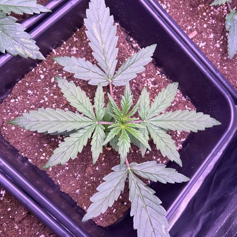 Grape Ape growlog timeline photo