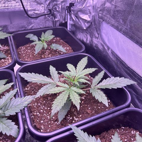 Grape Ape growlog timeline photo