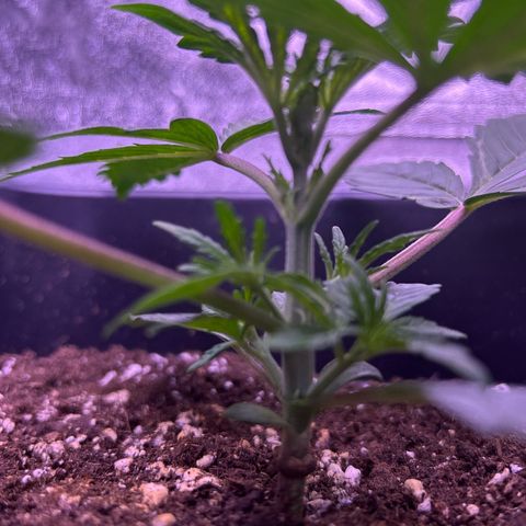 Grape Ape growlog timeline photo