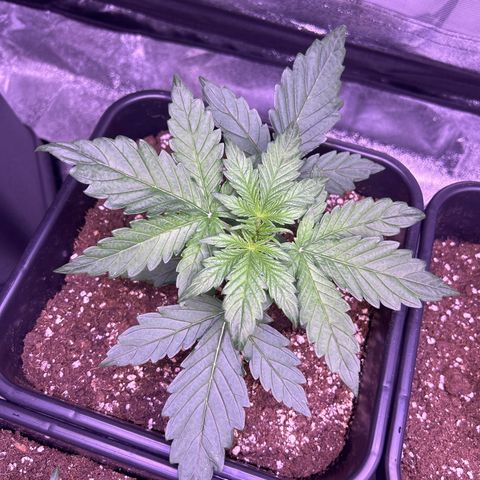 Wedding Cake Auto growlog timeline photo