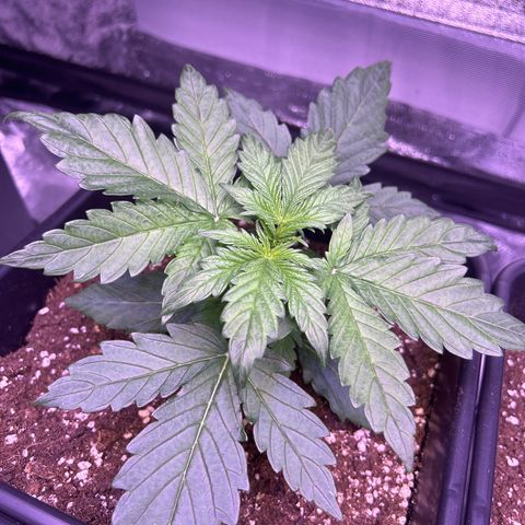 Wedding Cake Auto growlog timeline photo