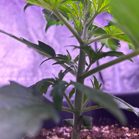 Wedding Cake Auto growlog timeline photo