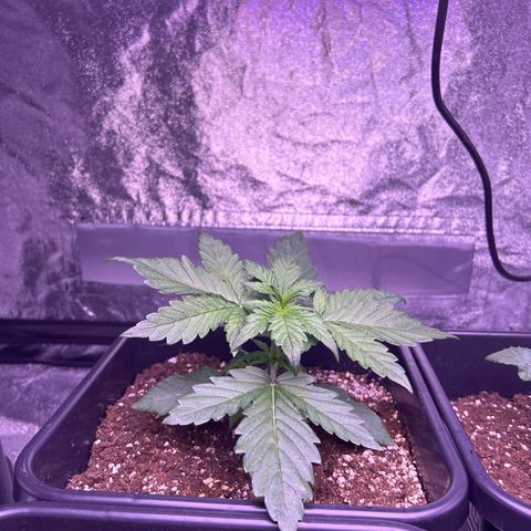 Wedding Cake Auto growlog timeline photo