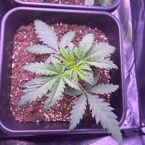 Royal Kush Automatic growlog timeline photo