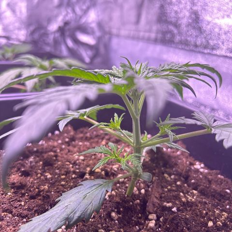 Royal Kush Automatic growlog timeline photo