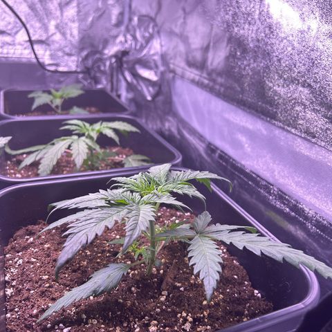 Royal Kush Automatic growlog timeline photo
