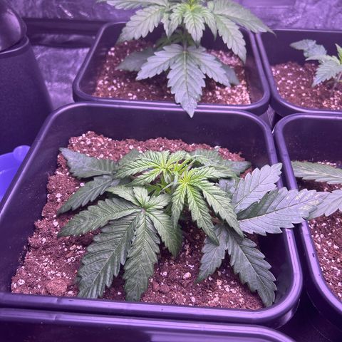 Royal Cheese Automatic growlog timeline photo