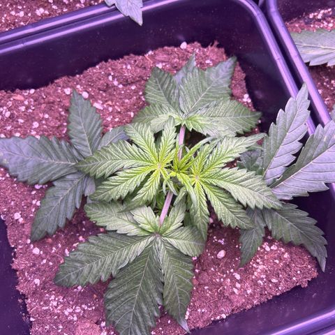 Royal Cheese Automatic growlog timeline photo