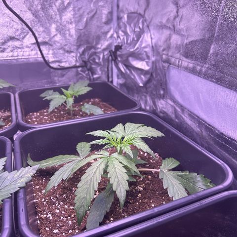 Grape Ape growlog timeline photo