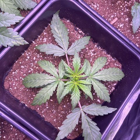 Grape Ape growlog timeline photo