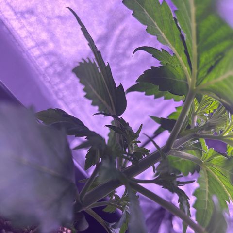 Wedding Cake Auto growlog timeline photo