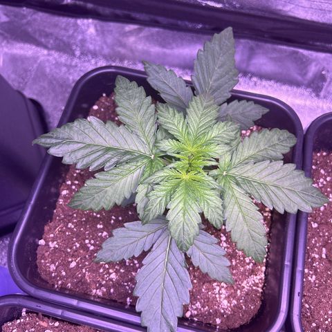 Wedding Cake Auto growlog timeline photo