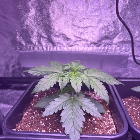 Wedding Cake Auto growlog timeline photo