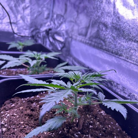 Royal Kush Automatic growlog timeline photo