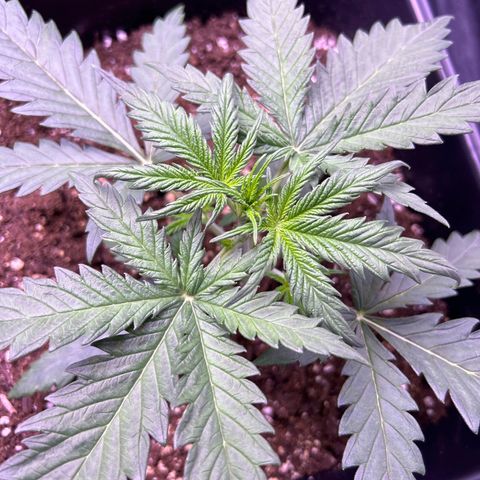 Royal Kush Automatic growlog timeline photo