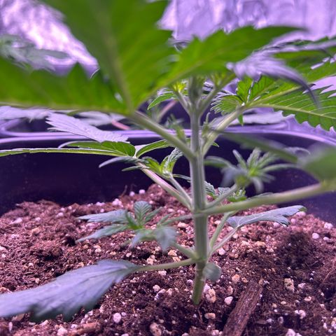 Royal Kush Automatic growlog timeline photo