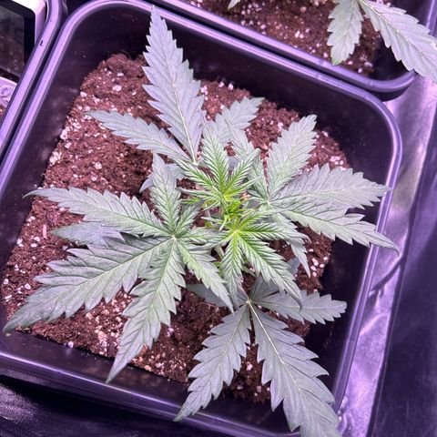 Royal Kush Automatic growlog timeline photo