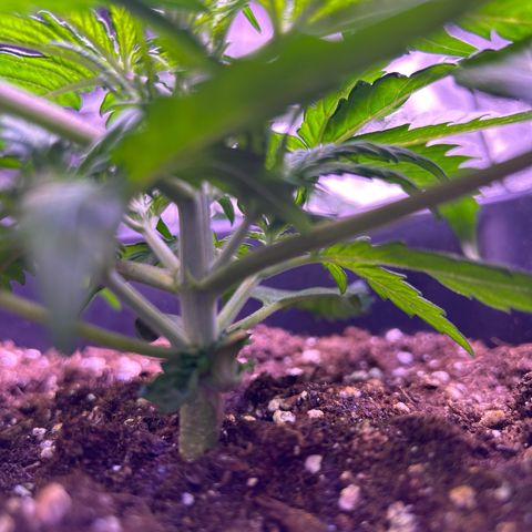 Royal Cheese Automatic growlog timeline photo