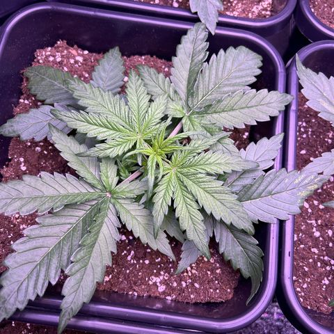Royal Cheese Automatic growlog timeline photo