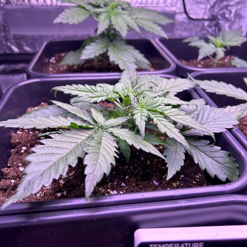 Royal Cheese Automatic growlog timeline photo