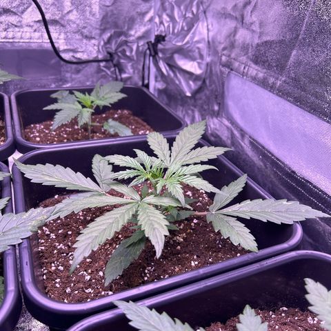 Grape Ape growlog timeline photo