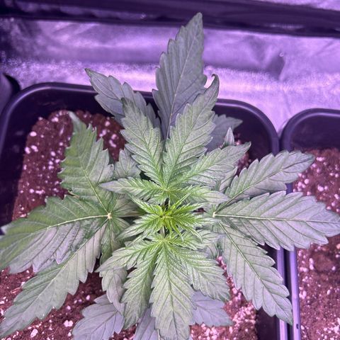 Wedding Cake Auto growlog timeline photo