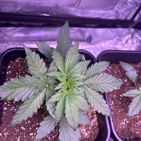 Wedding Cake Auto growlog timeline photo
