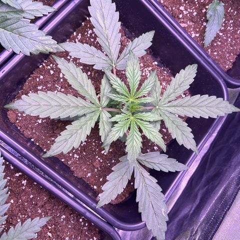 Grape Ape growlog timeline photo