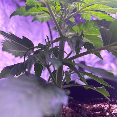 Wedding Cake Auto growlog timeline photo