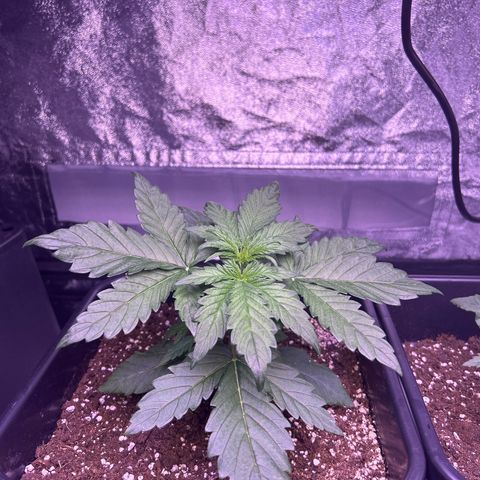 Wedding Cake Auto growlog timeline photo